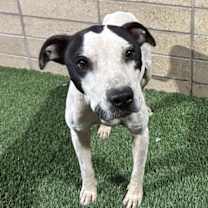 adopt-pet