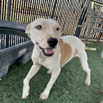 adopt-pet