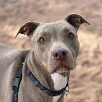 Thumbnail photo of Izzie #2