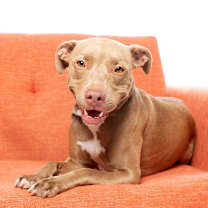 Thumbnail photo of Izzie #3