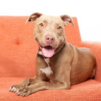 Thumbnail photo of Izzie #4