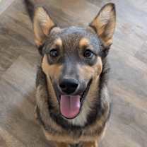 Thumbnail photo of Levi aka Evan #1