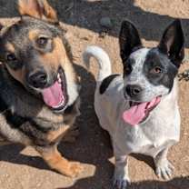 Thumbnail photo of Levi aka Evan #3