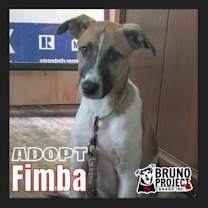 adopt-pet