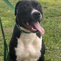 Thumbnail photo of Brody #1