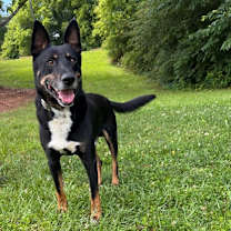 Thumbnail photo of Max CNTY-193 #1