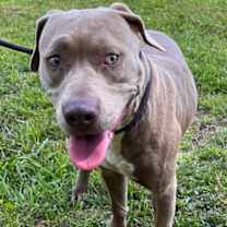 Thumbnail photo of Ivy CNTY-191 #2