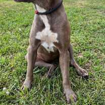 Thumbnail photo of Ivy CNTY-191 #3