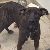 Thumbnail photo of Muffin #2