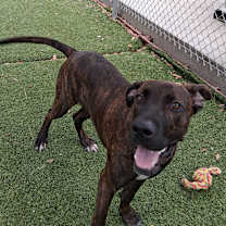 Thumbnail photo of Muffin #3