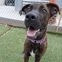 Thumbnail photo of Muffin #4