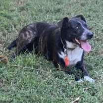 Thumbnail photo of Pollo #1