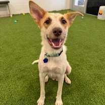 adopt-pet