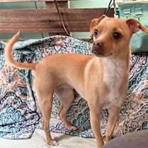 Thumbnail photo of Peach #1