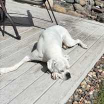 Thumbnail photo of Pete #2