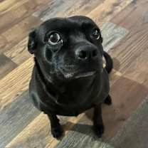 Thumbnail photo of Tibby #4