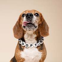 Thumbnail photo of Snoopy #1