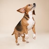 Thumbnail photo of Snoopy #2