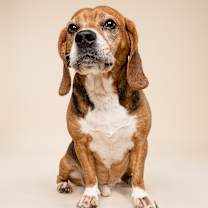 Thumbnail photo of Snoopy #4