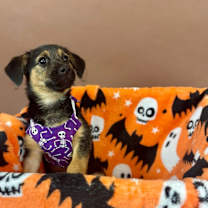 adopt-pet