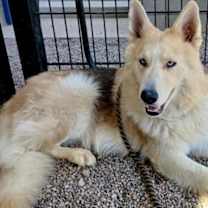 adopt-pet