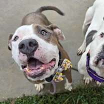 Thumbnail photo of Bruno Marz  #4