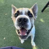 adopt-pet