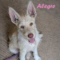 Thumbnail photo of Alegre #2