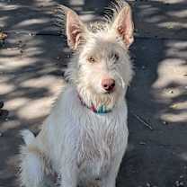 Thumbnail photo of Alegre #3