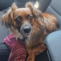 adopt-pet