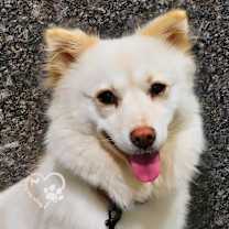 Thumbnail photo of Dao #2