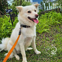 Thumbnail photo of Dao #3