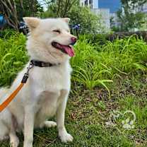 Thumbnail photo of Dao #4