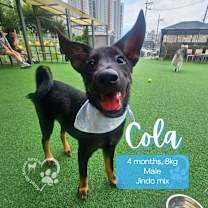 Thumbnail photo of Cola #1