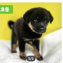 Thumbnail photo of Cola #2