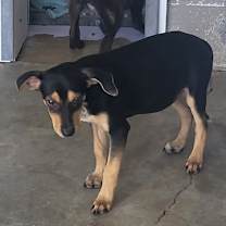 Thumbnail photo of Flapjack #1