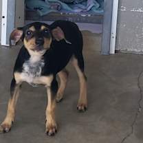 Thumbnail photo of Flapjack #2