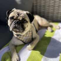 Thumbnail photo of Ralph #1