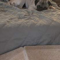 Thumbnail photo of Chucky #4