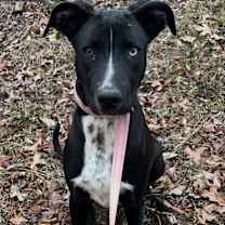 Thumbnail photo of Dory #2