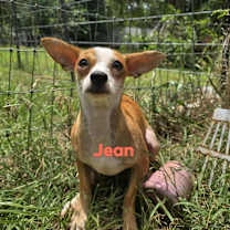 Thumbnail photo of Jean #2