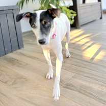 Thumbnail photo of COOKIE PIE *URGENT HOME NEEDED #3