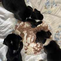 Thumbnail photo of Lucky #2