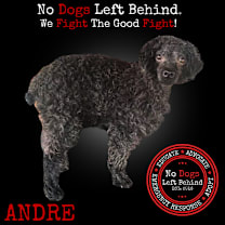 Thumbnail photo of Andre 4171 #1