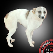 Thumbnail photo of Jessie 4224 #4