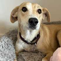 adopt-pet