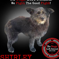 Thumbnail photo of Shirley 4087 #1