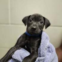 Thumbnail photo of Skeleton #2