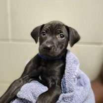 Thumbnail photo of Skeleton #3