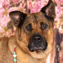 adopt-pet